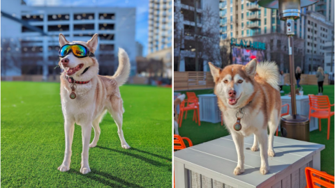 A photo of two dogs on green fake grass among tall buildings. 