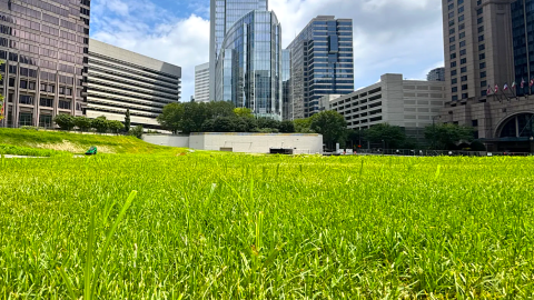A new grassy large park space in the middle of Midtown Atlanta under blue skies near many tall buildings. 